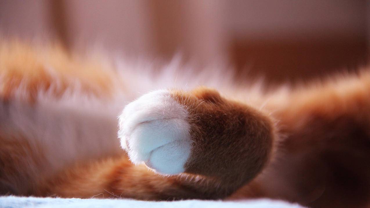 抖音自助卖平台交易猫