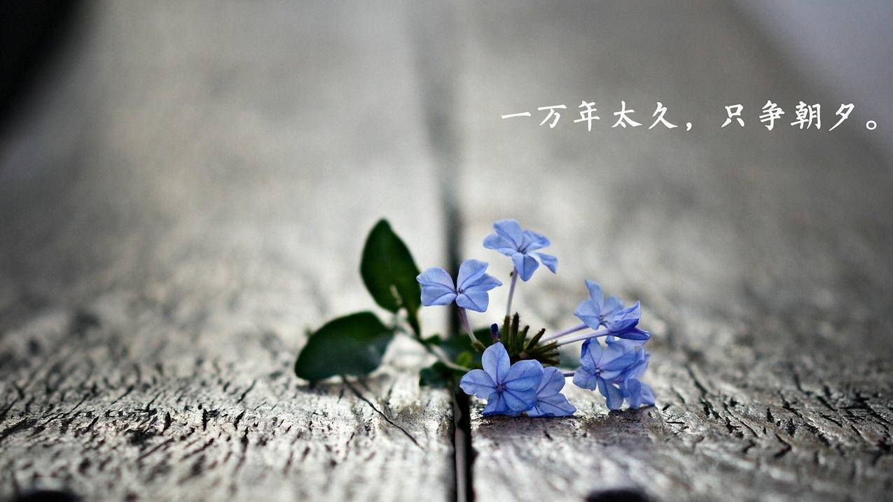 抖音点赞业务24小时爱 - 抖音,蓝豹抖音赞,抖音点赞业务24小时下单