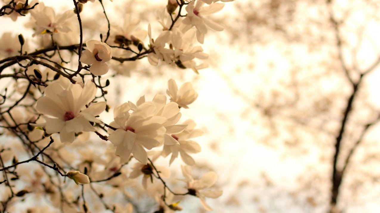 业务下单平台 - 花藤赞
