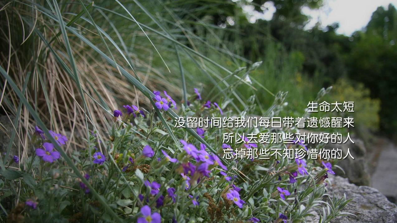 抖音赞下单平台 - 赞下单平台-抖音100元有1万个赞