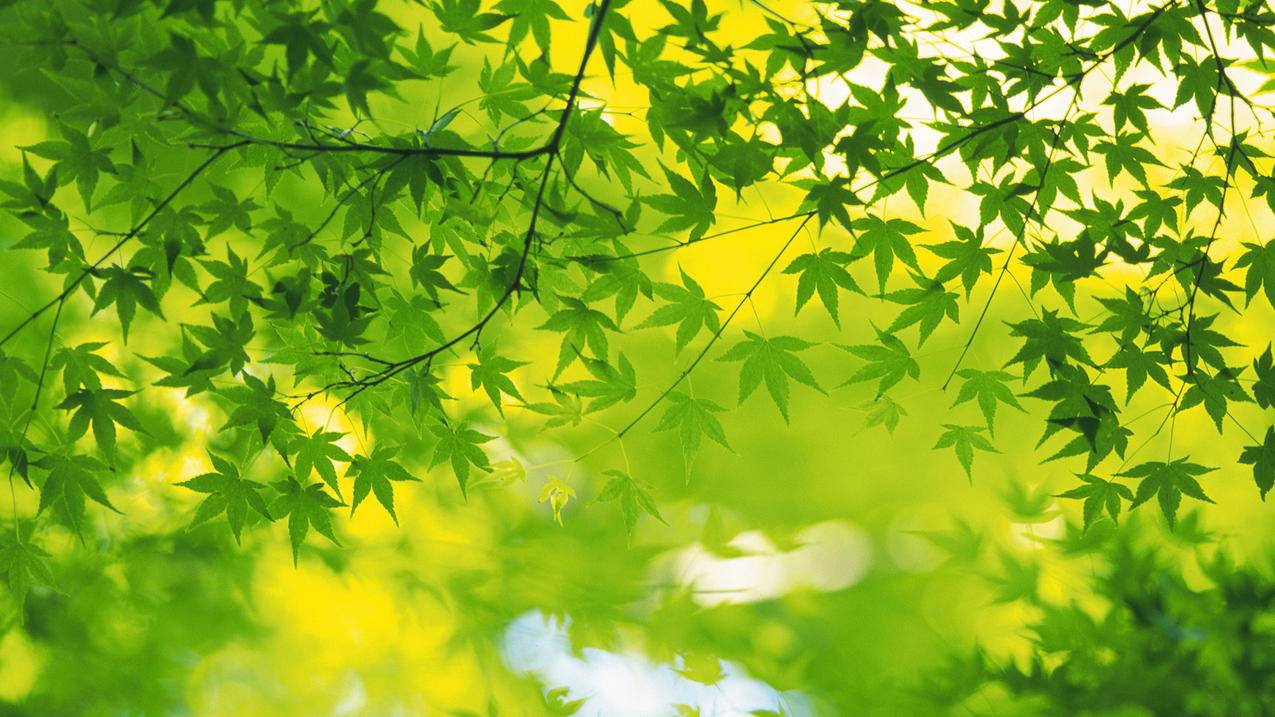 抖音点赞业务 - 抖音点赞业务24小时1元1000_抖音15元100个赞