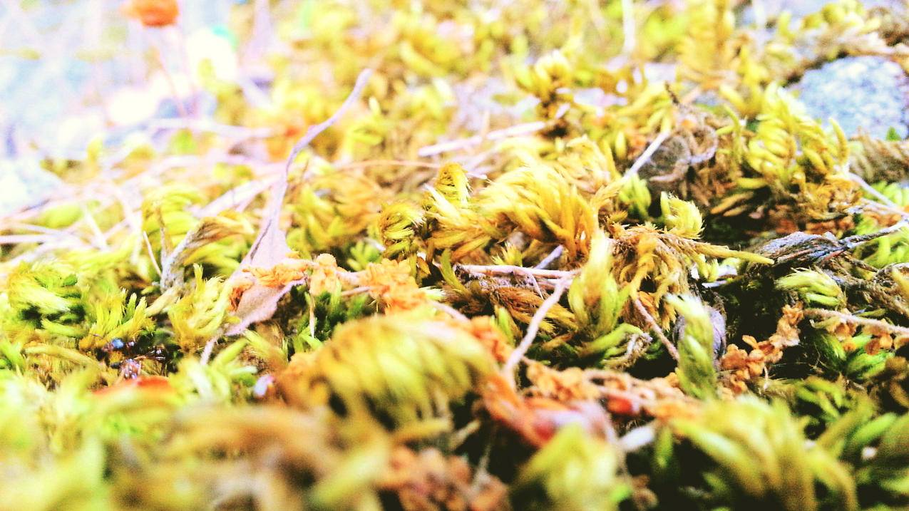 抖音点赞业务24小时