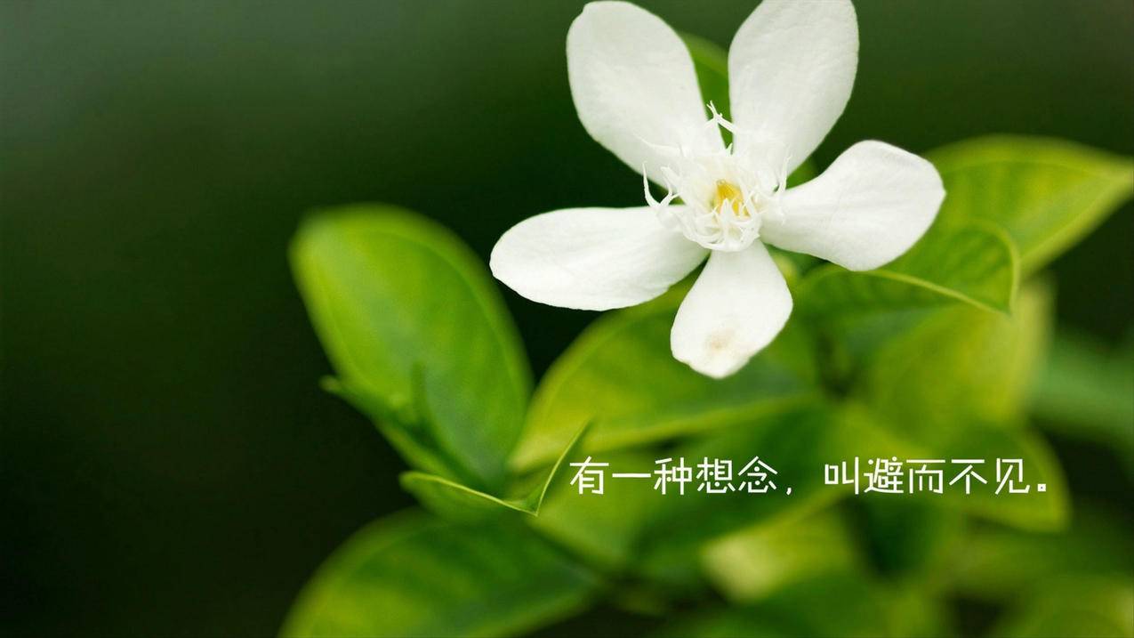红平台赞抖音 - 抖音赞平台低价