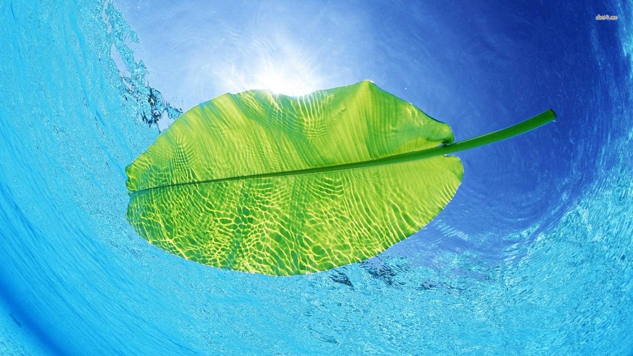 抖音点赞业务 - 抖音点赞业务24小时在线业务-抖音1元100个赞