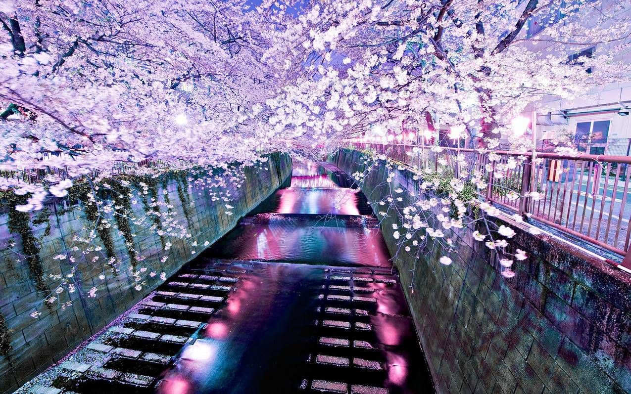 抖音点赞业务24小时24小时,年华抖音点赞业务下单平台,抖音点赞业务自助-抖音点赞业务下单平台在线 