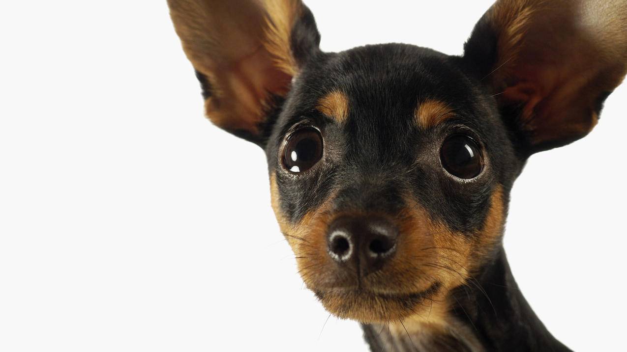 榴莲业务下单平台 - 抖音点赞业务下单赞