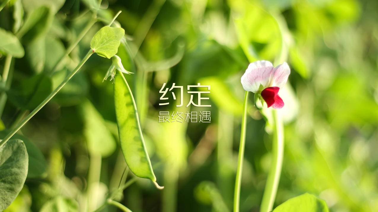 抖音点赞业务24小时一万 - 抖音1元赞-友1000元约-抖音在线访量