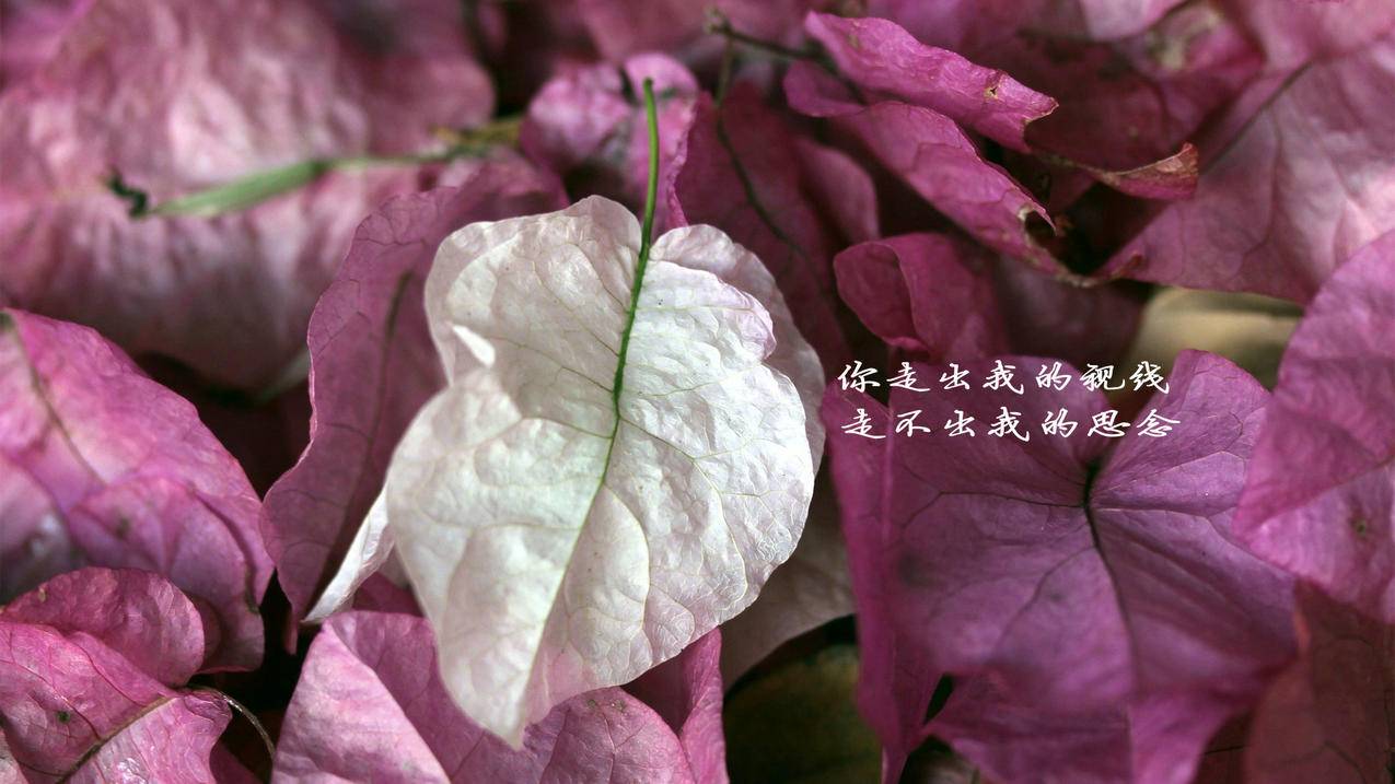 抖音点赞业务24小时 - 天兔抖音双击平台,抖音点赞业务24小时下单排行榜